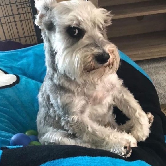 Meet your Posher, Ari - Picture 1 of 1